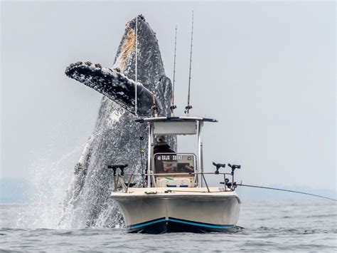 WATCH: Video shows whales breaching next to family’s fishing boat off Provincetown coast